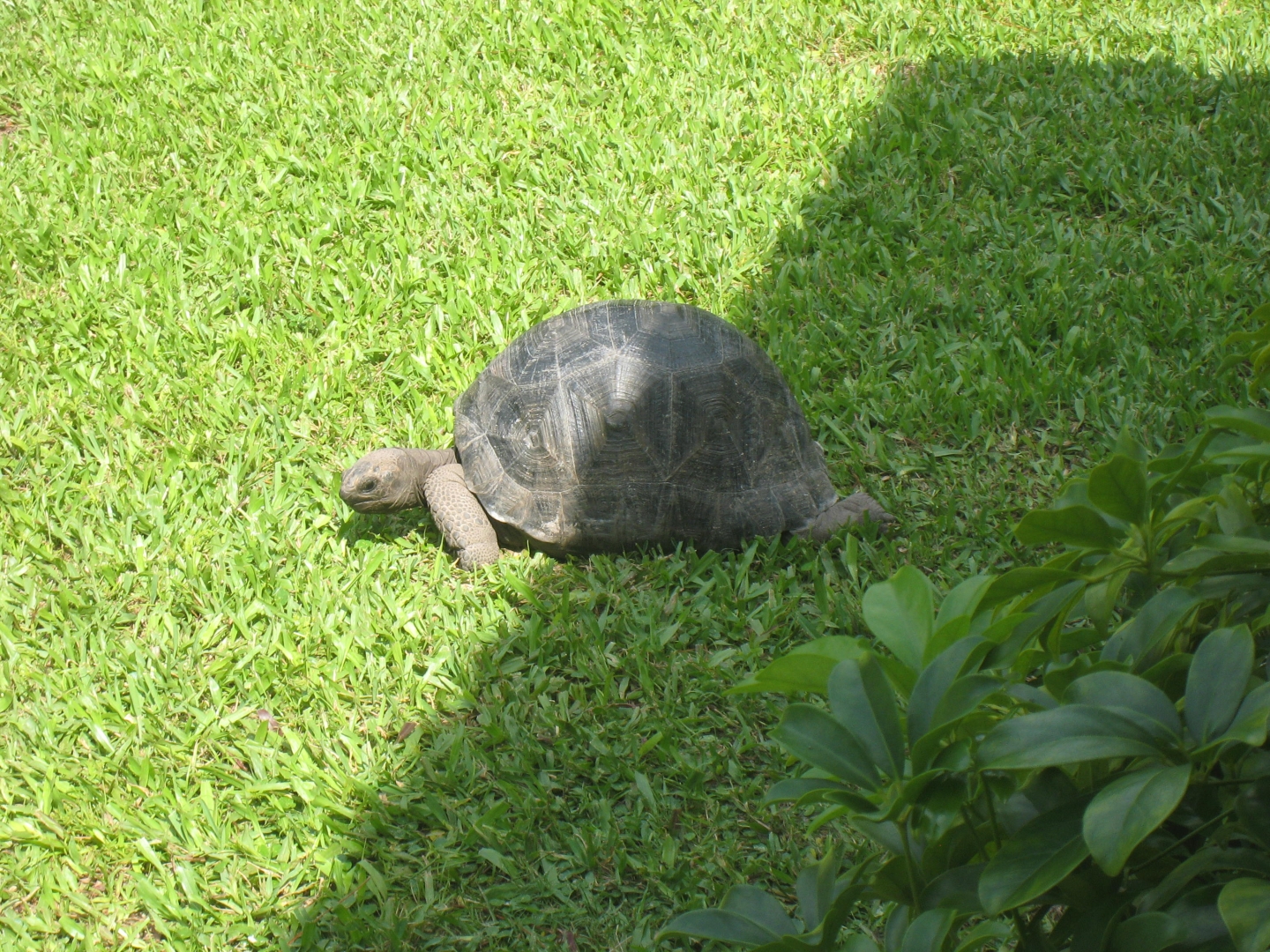ALDABRA BREEDER