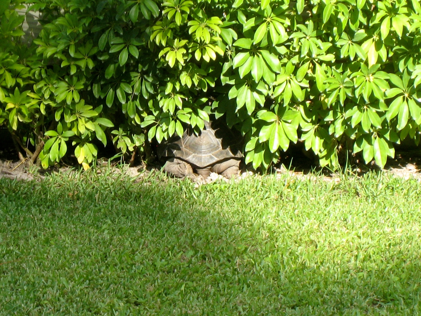 ALDABRA BREEDER