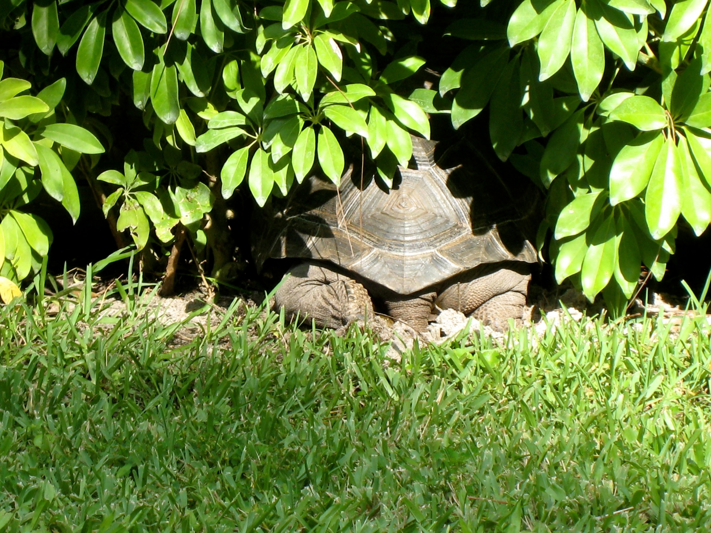 ALDABRA BREEDER