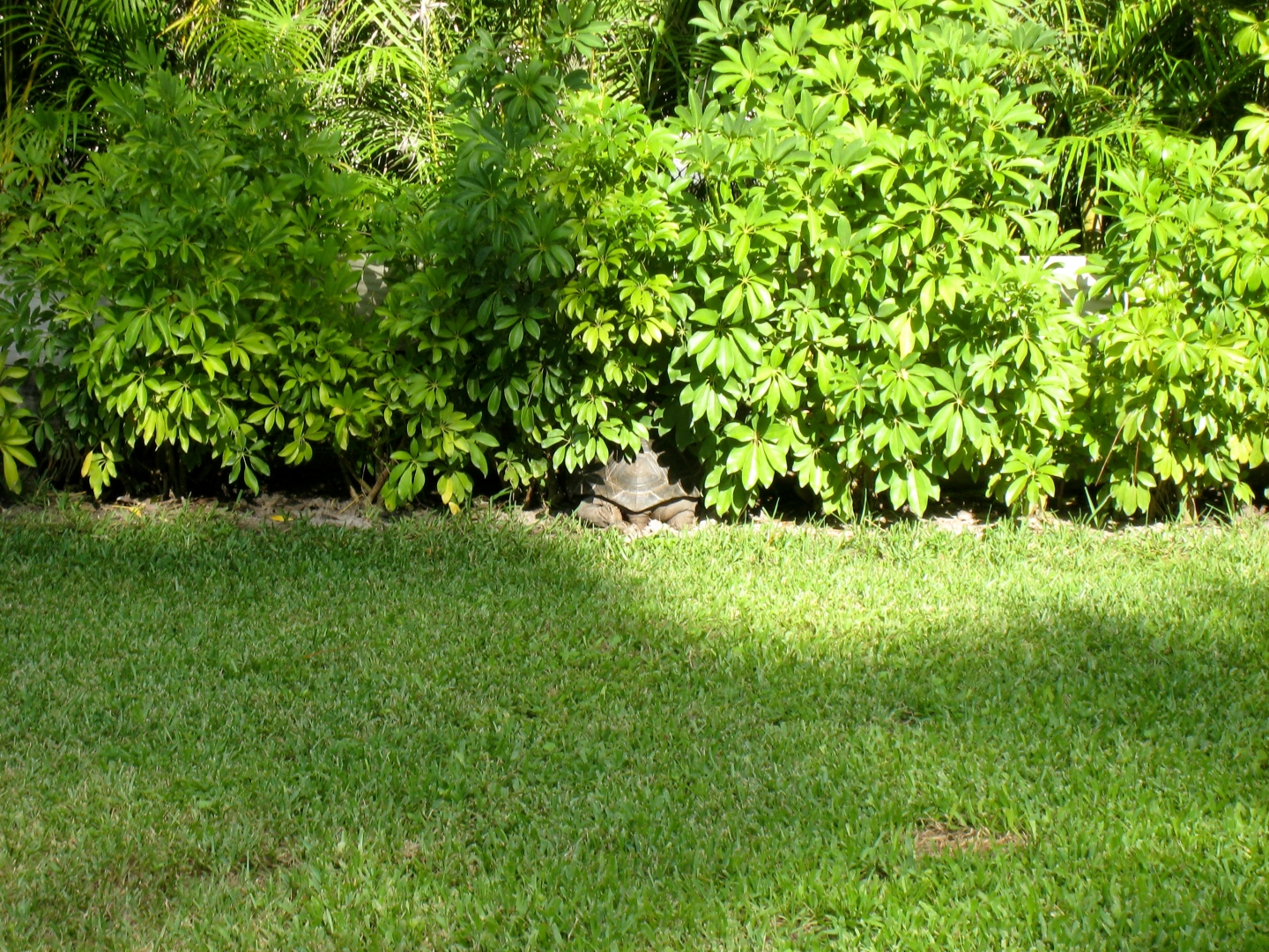 ALDABRA BREEDER
