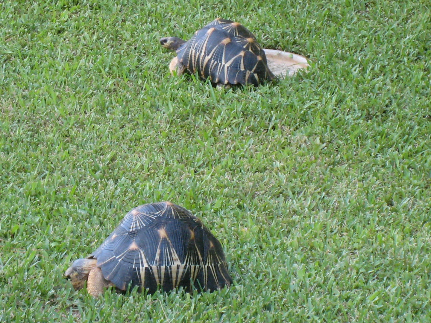 ALDABRA BREEDER