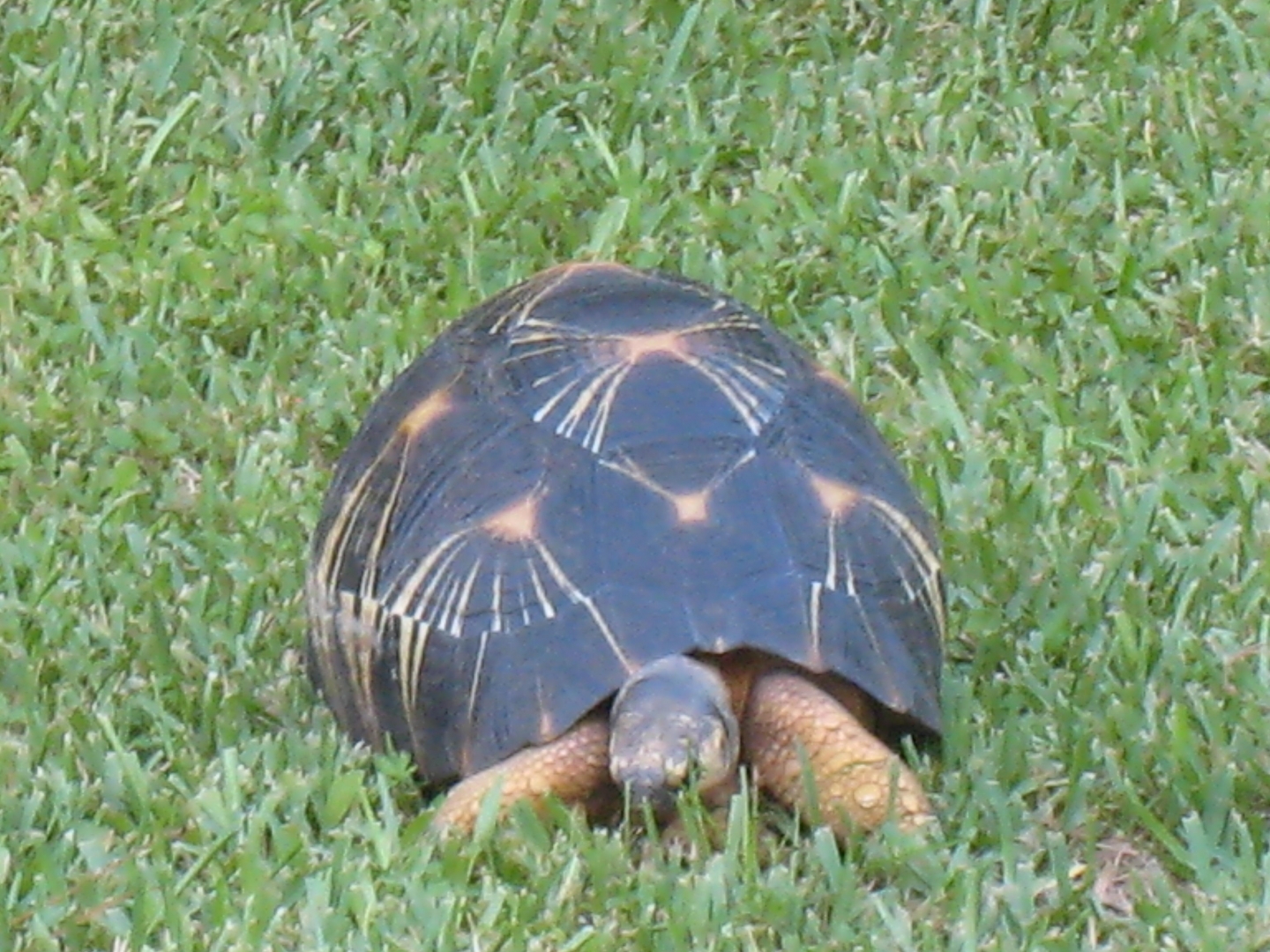 ALDABRA BREEDER