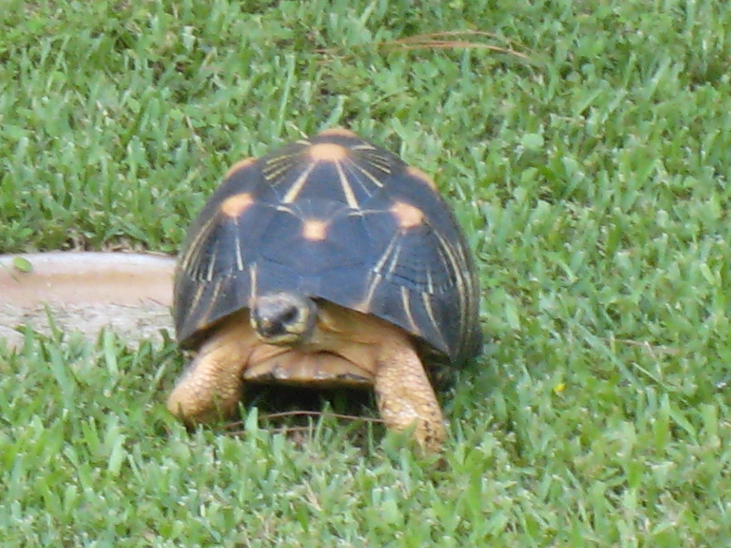 ALDABRA BREEDER