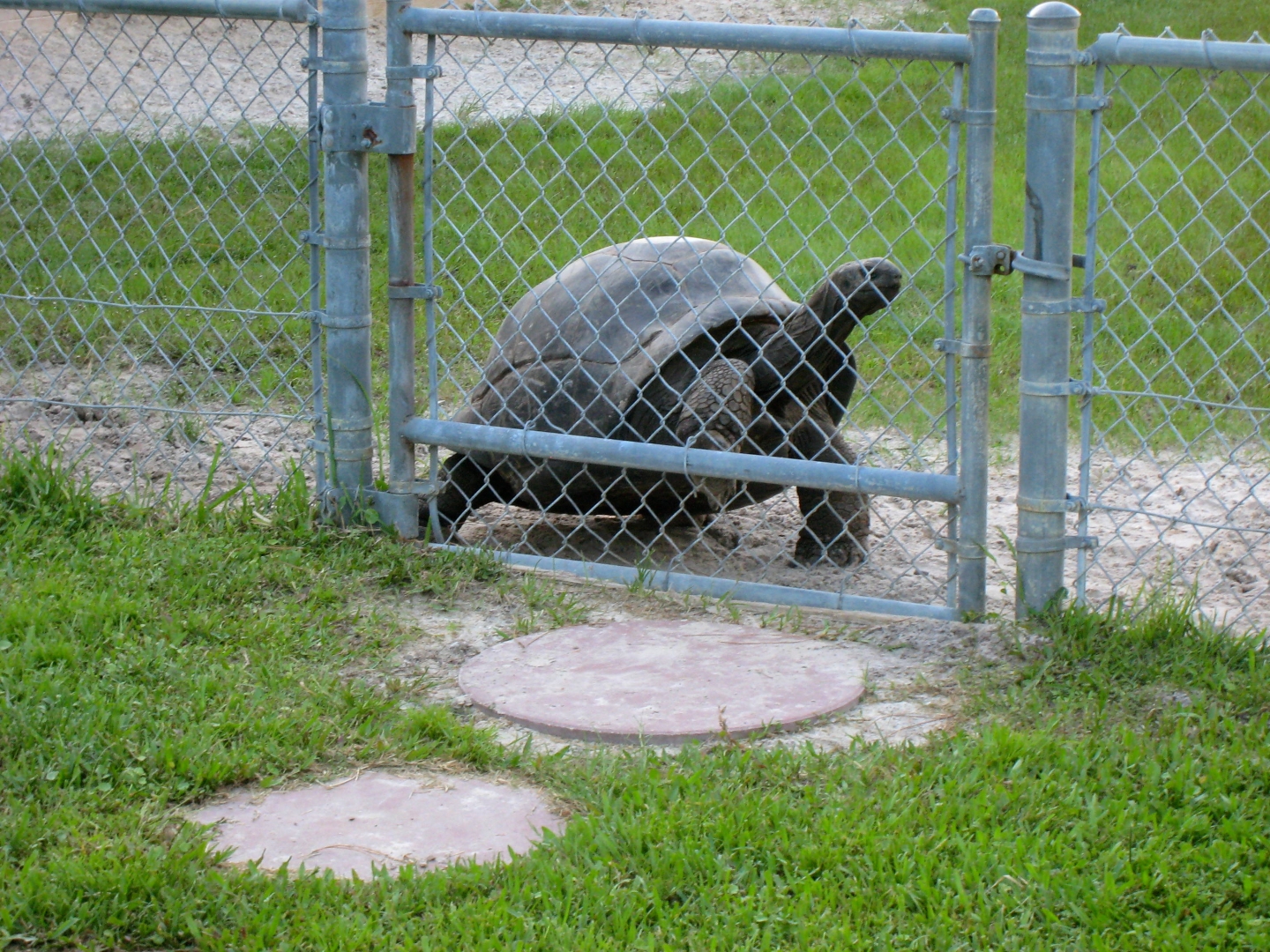 ALDABRA BREEDER