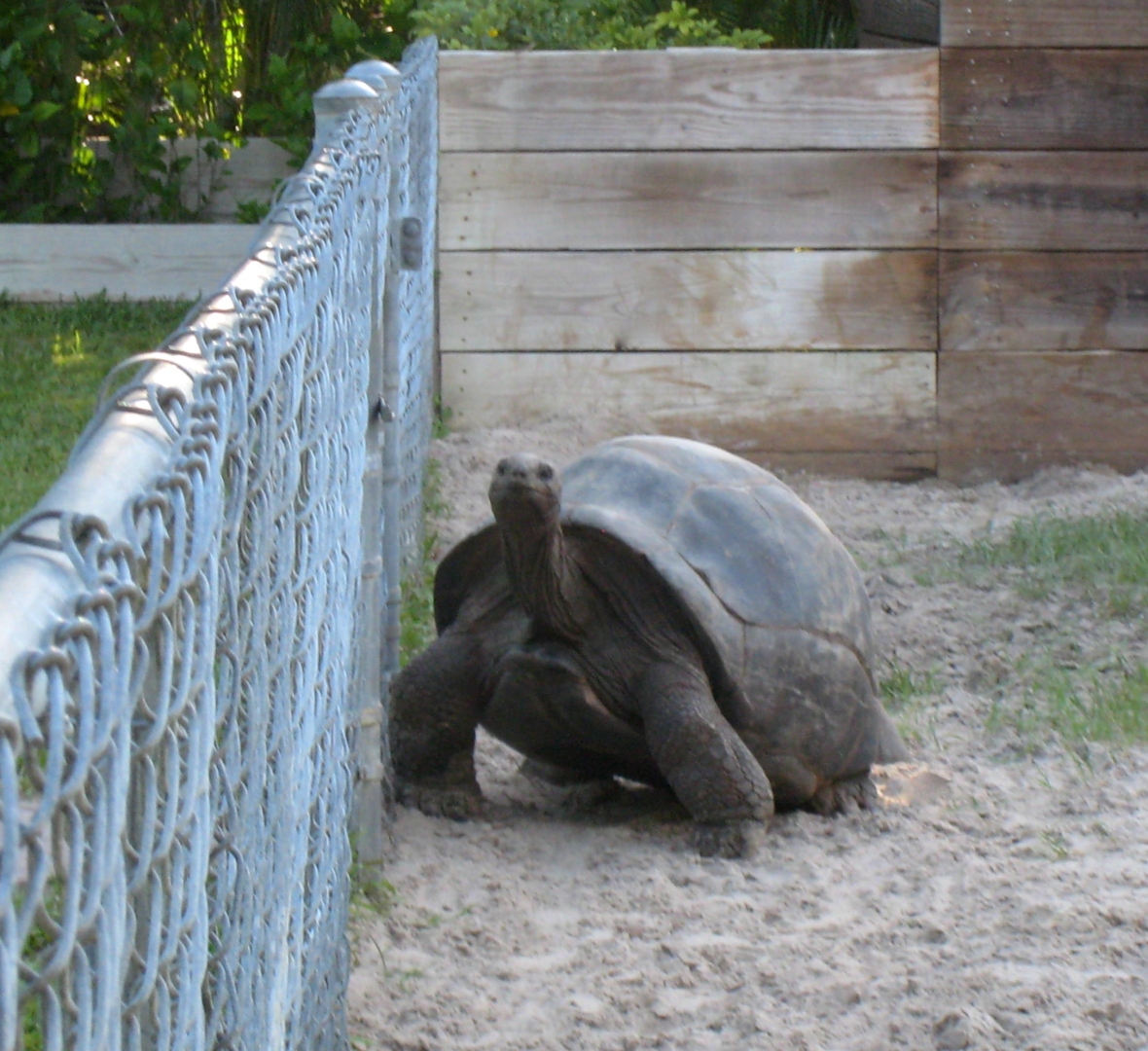 ALDABRA BREEDER