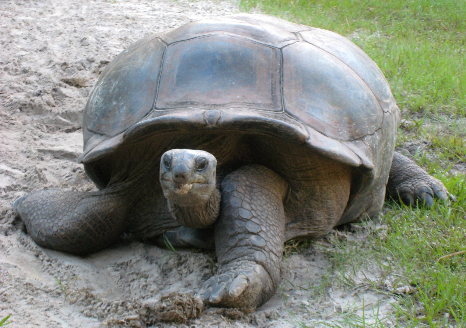 ALDABRA BREEDER