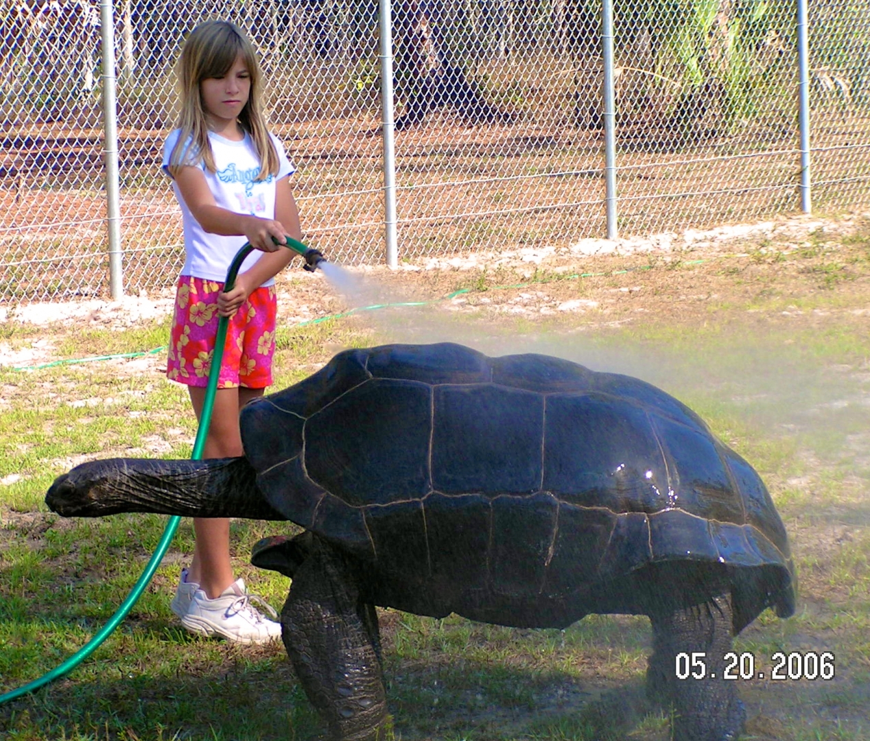 ALDABRA BREEDER