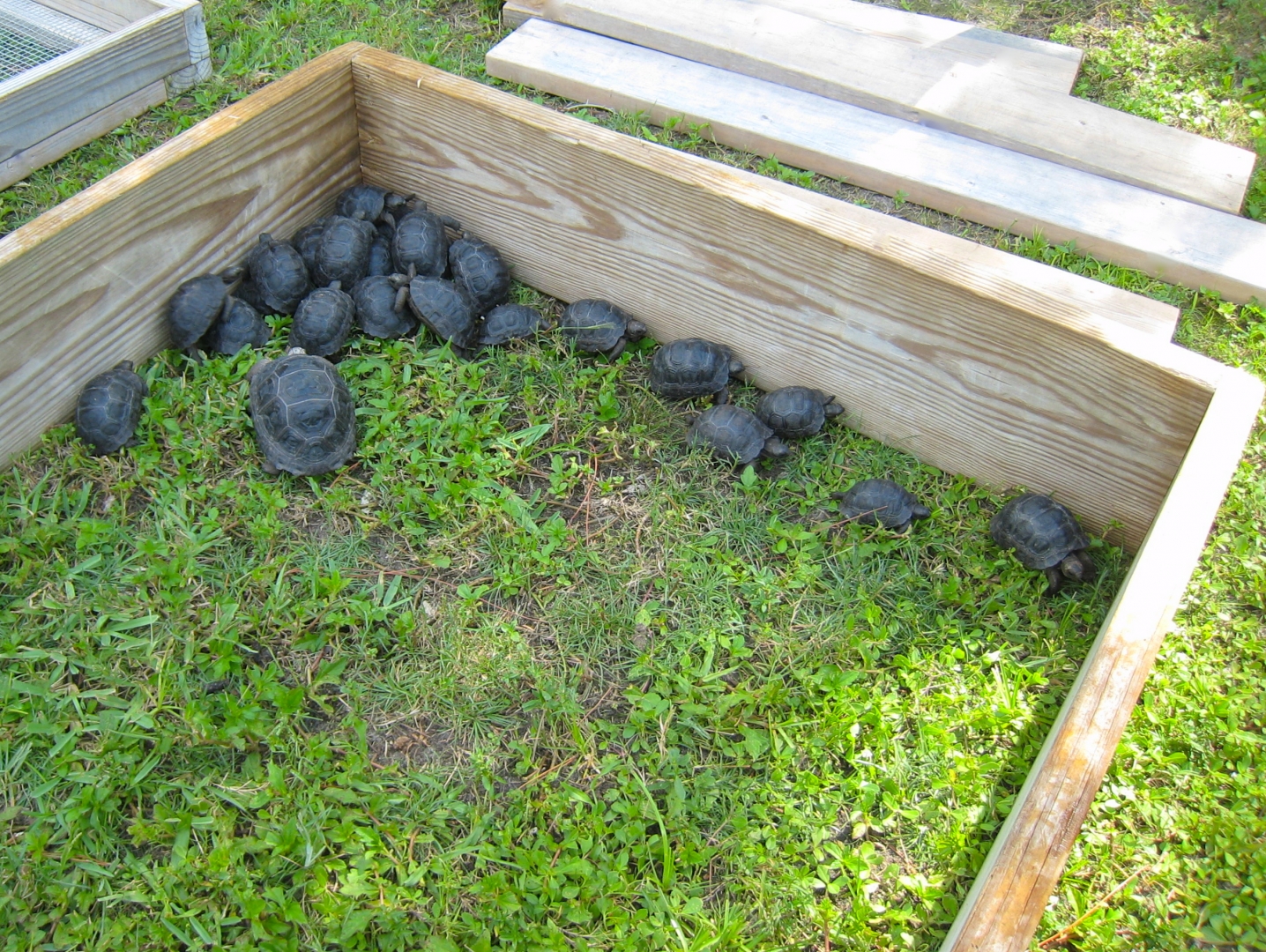 ALDABRA BREEDER