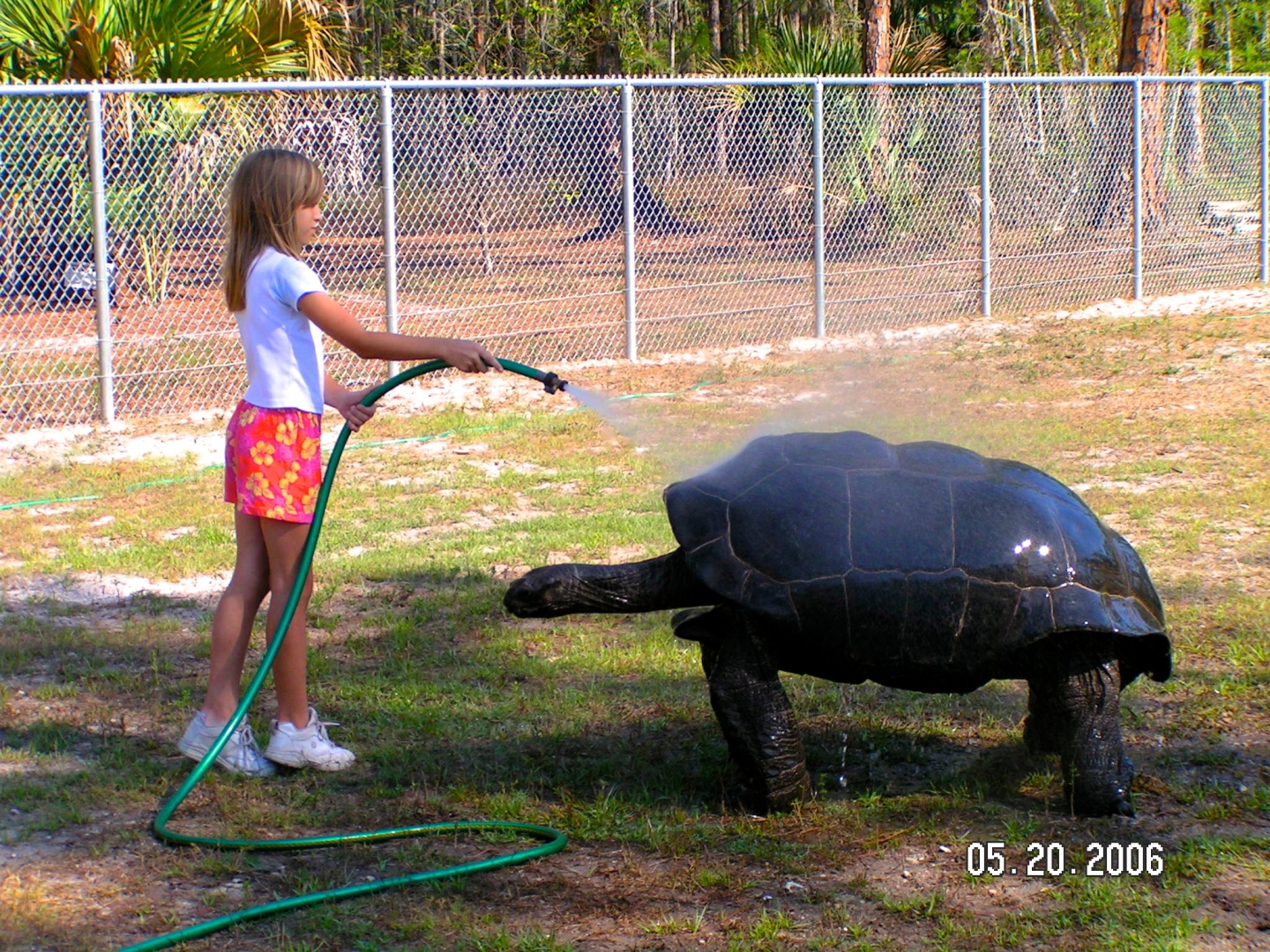 ALDABRA BREEDER
