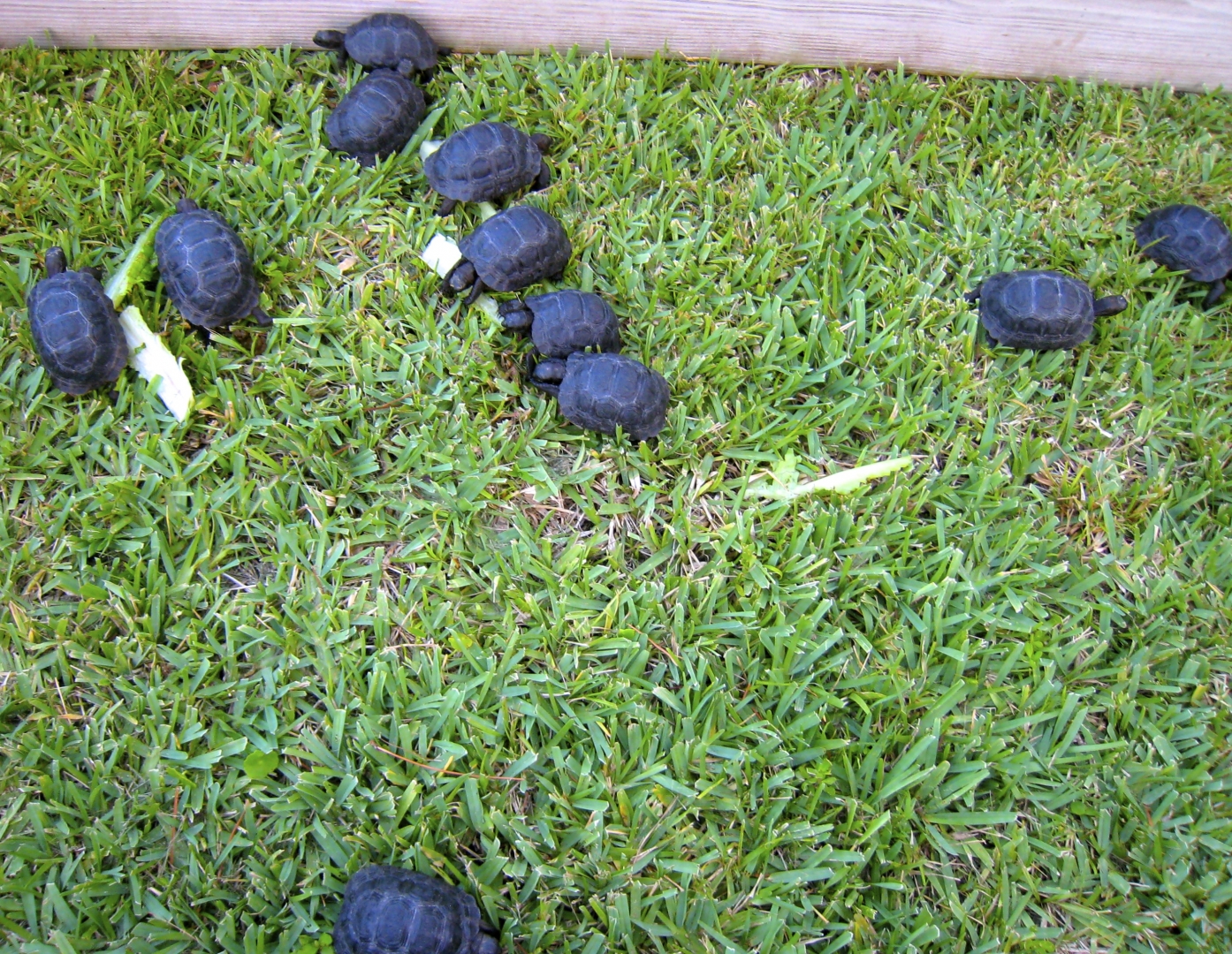 ALDABRA BREEDER