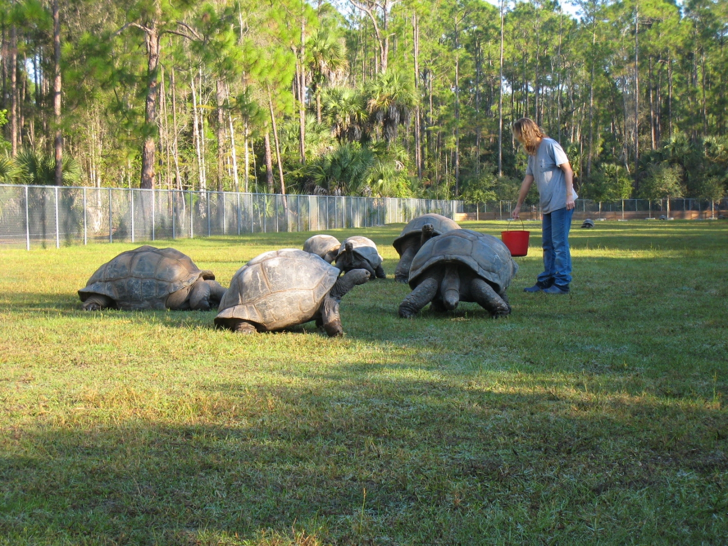 ALDABRA BREEDER