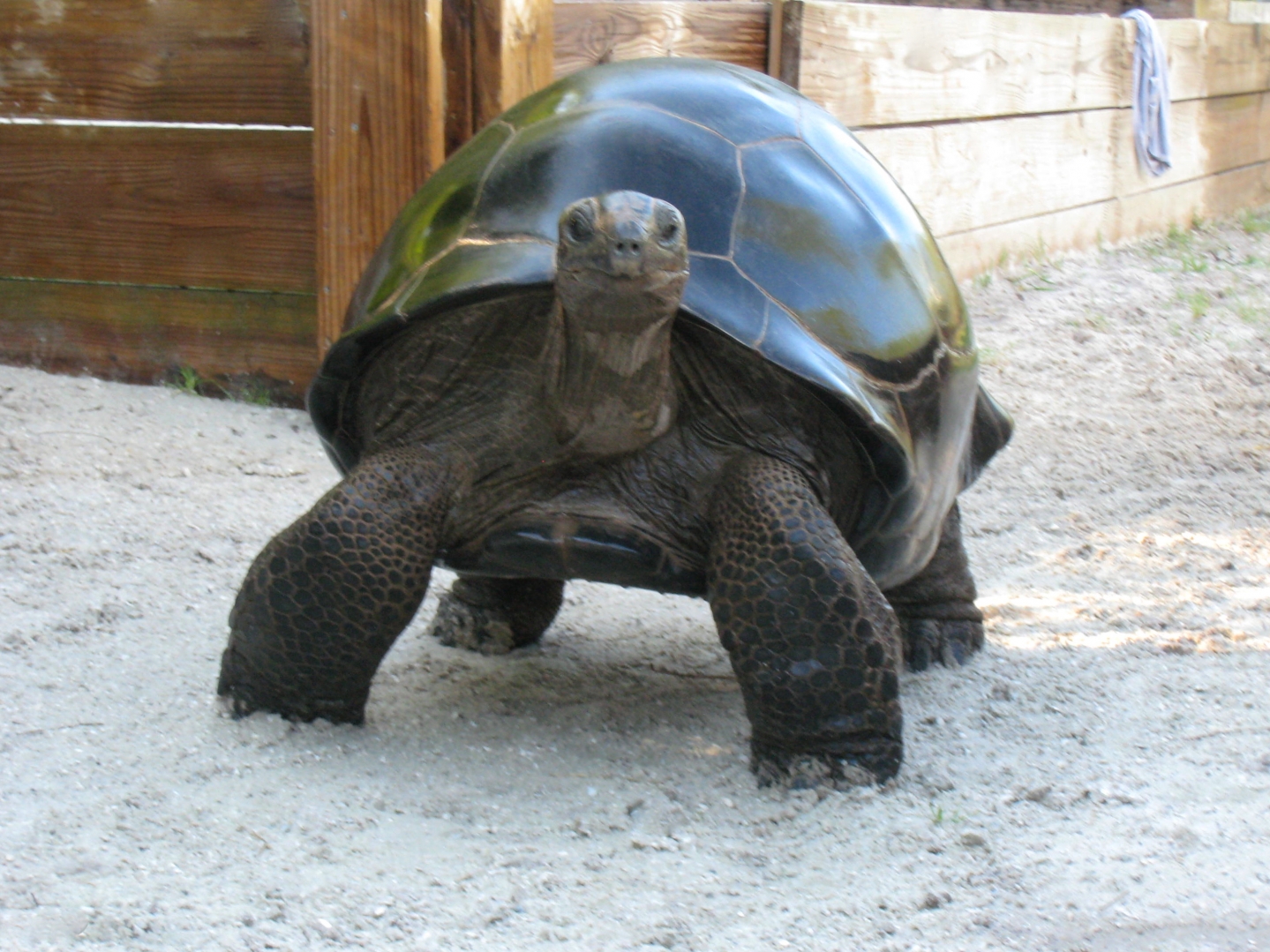 ALDABRA BREEDER