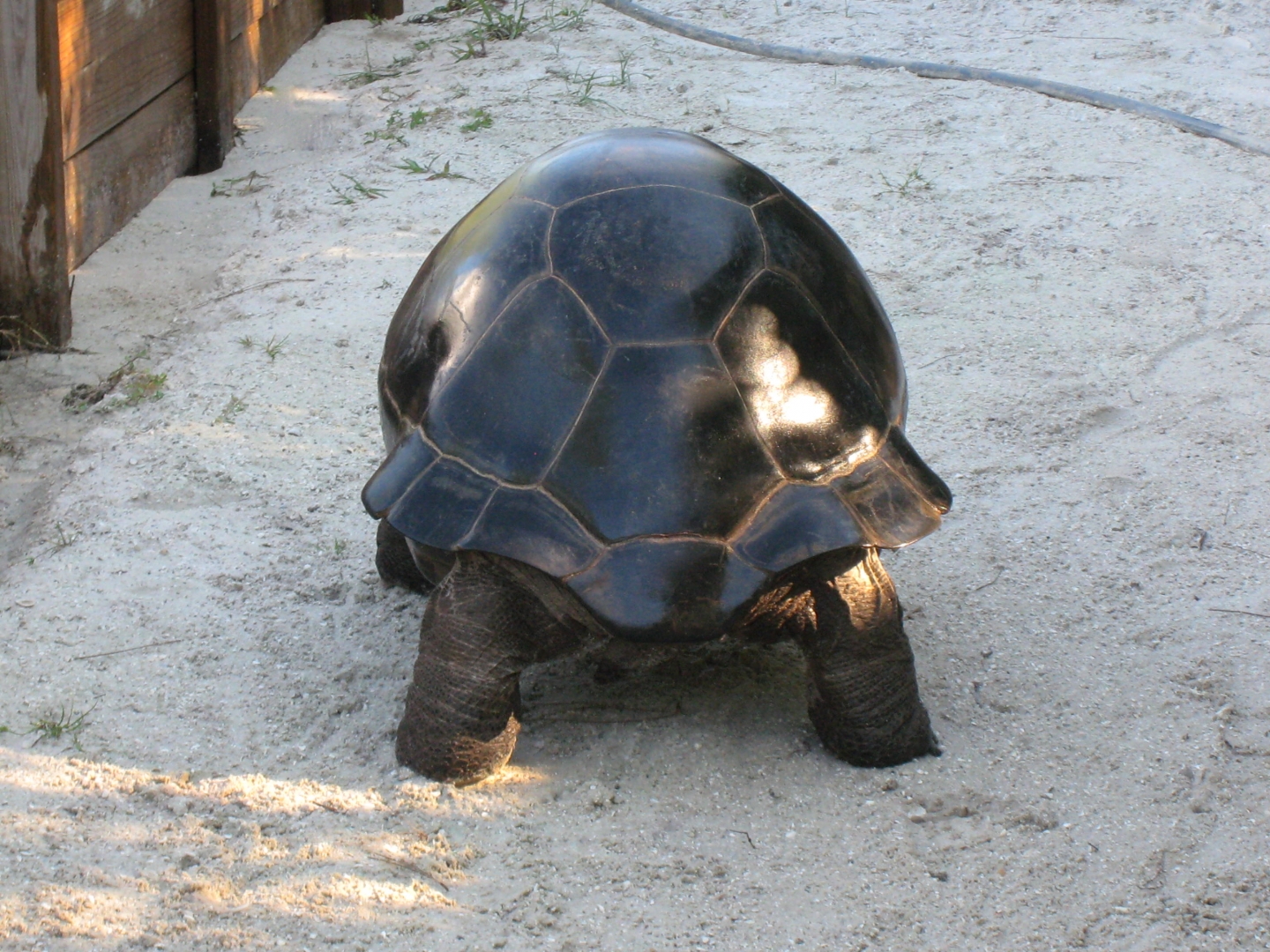 ALDABRA BREEDER