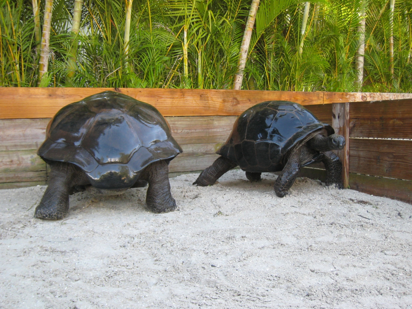 ALDABRA BREEDER