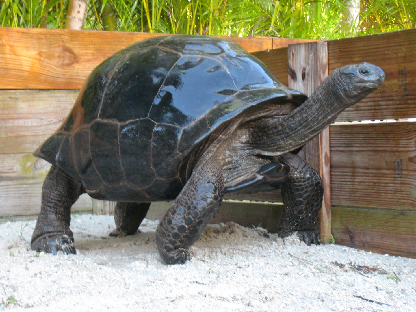 ALDABRA BREEDER