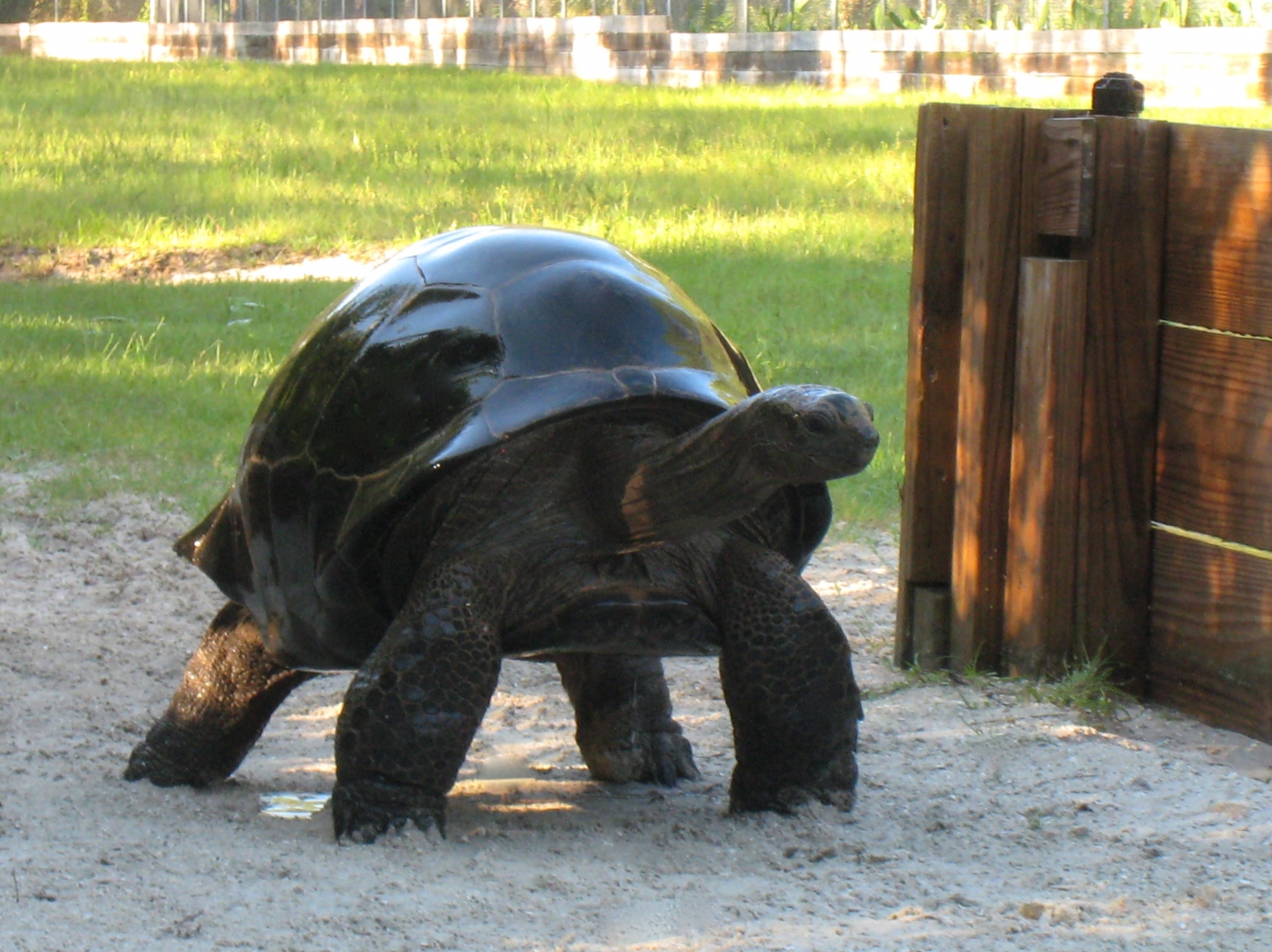 ALDABRA BREEDER