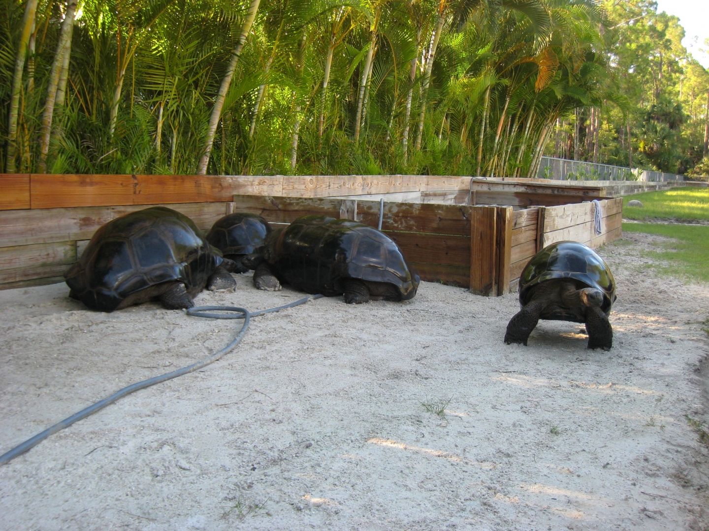 ALDABRA BREEDER