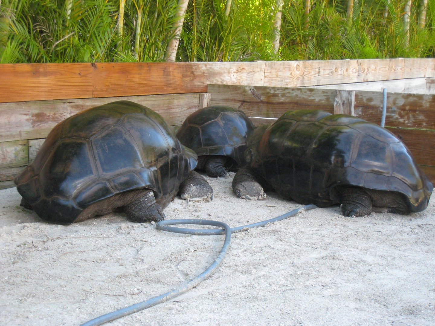 ALDABRA BREEDER