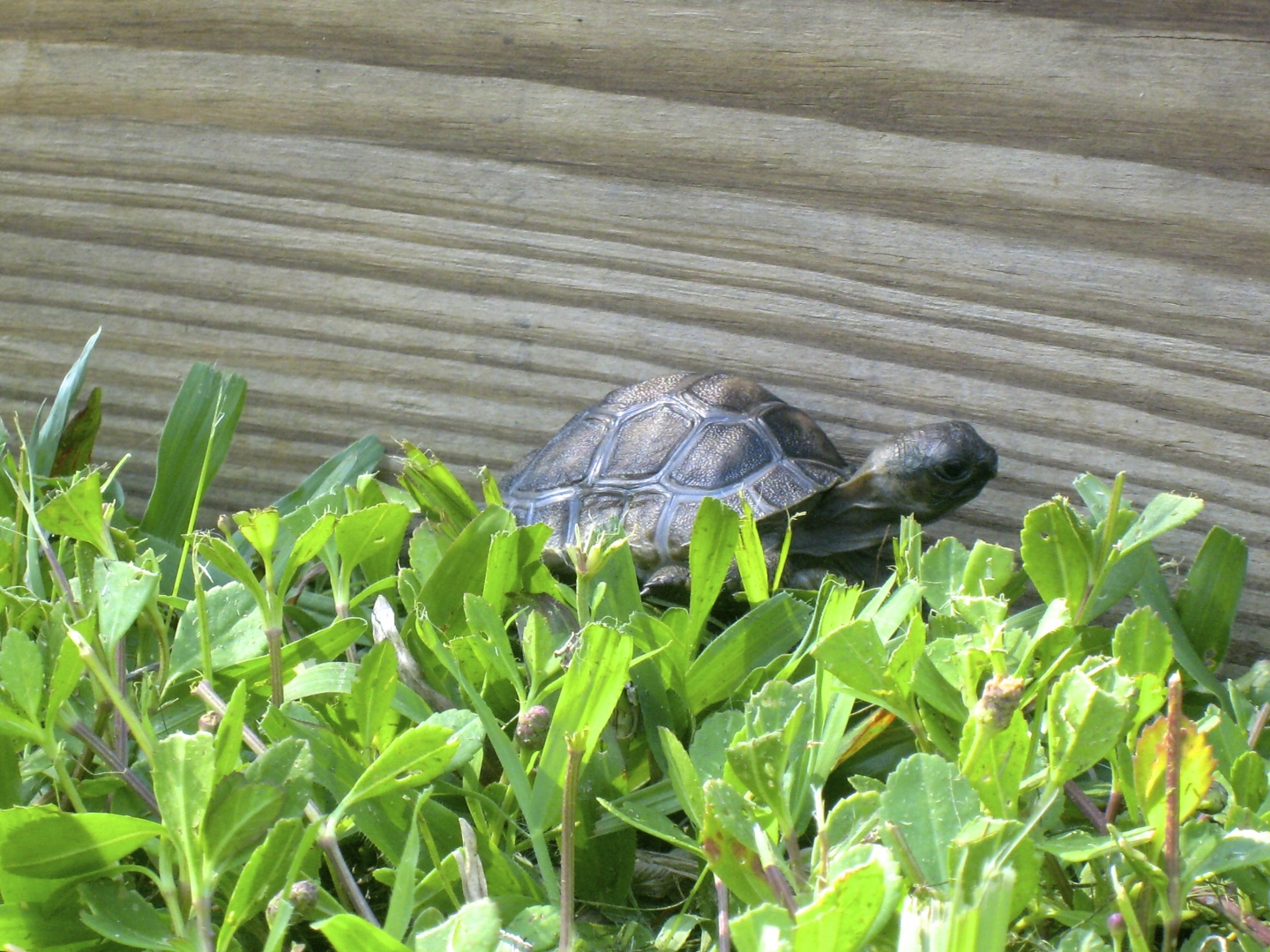 ALDABRA BREEDER