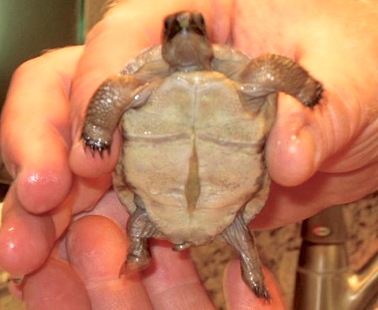 ALDABRA BREEDER