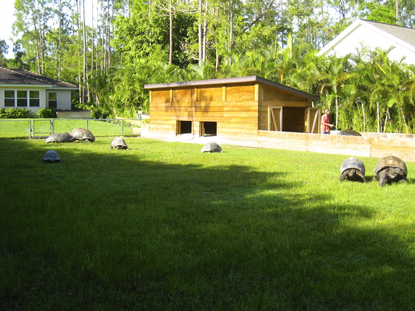 ALDABRA BREEDER