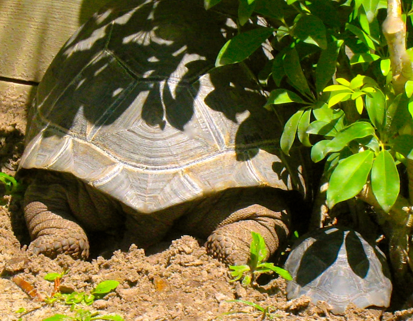 ALDABRA BREEDER