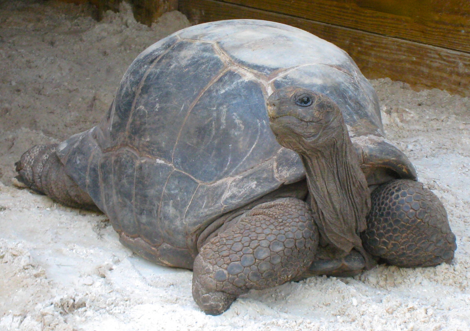 ALDABRA BREEDER