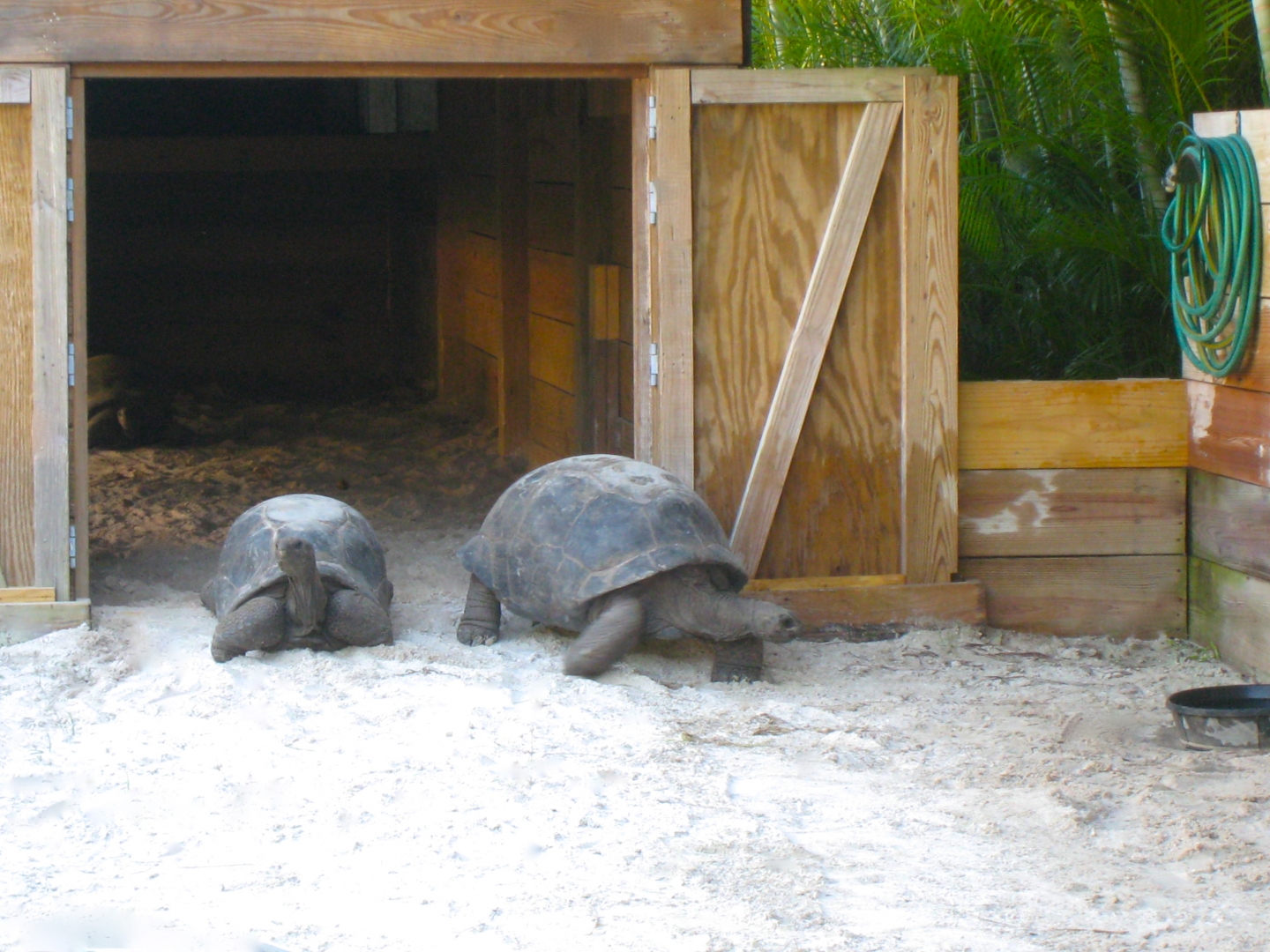 ALDABRA BREEDER