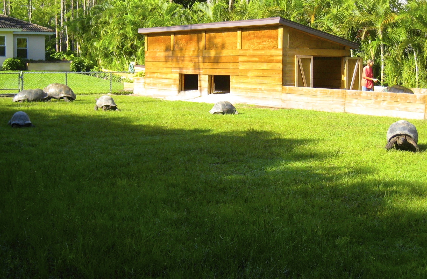 ALDABRA BREEDER