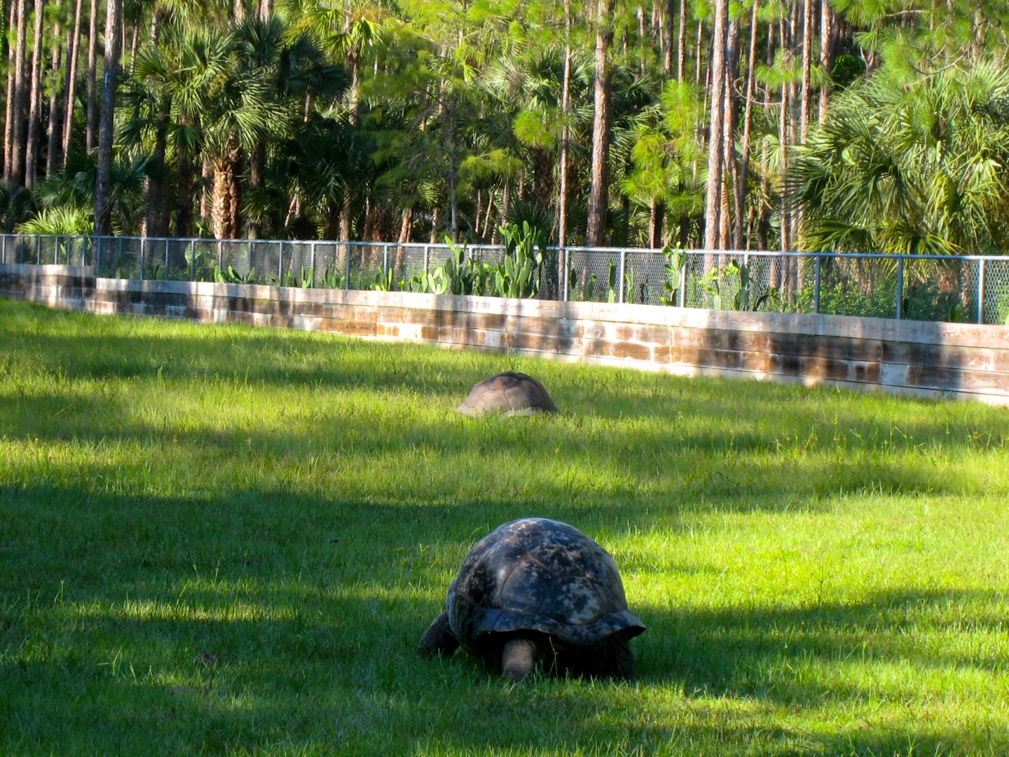 ALDABRA BREEDER