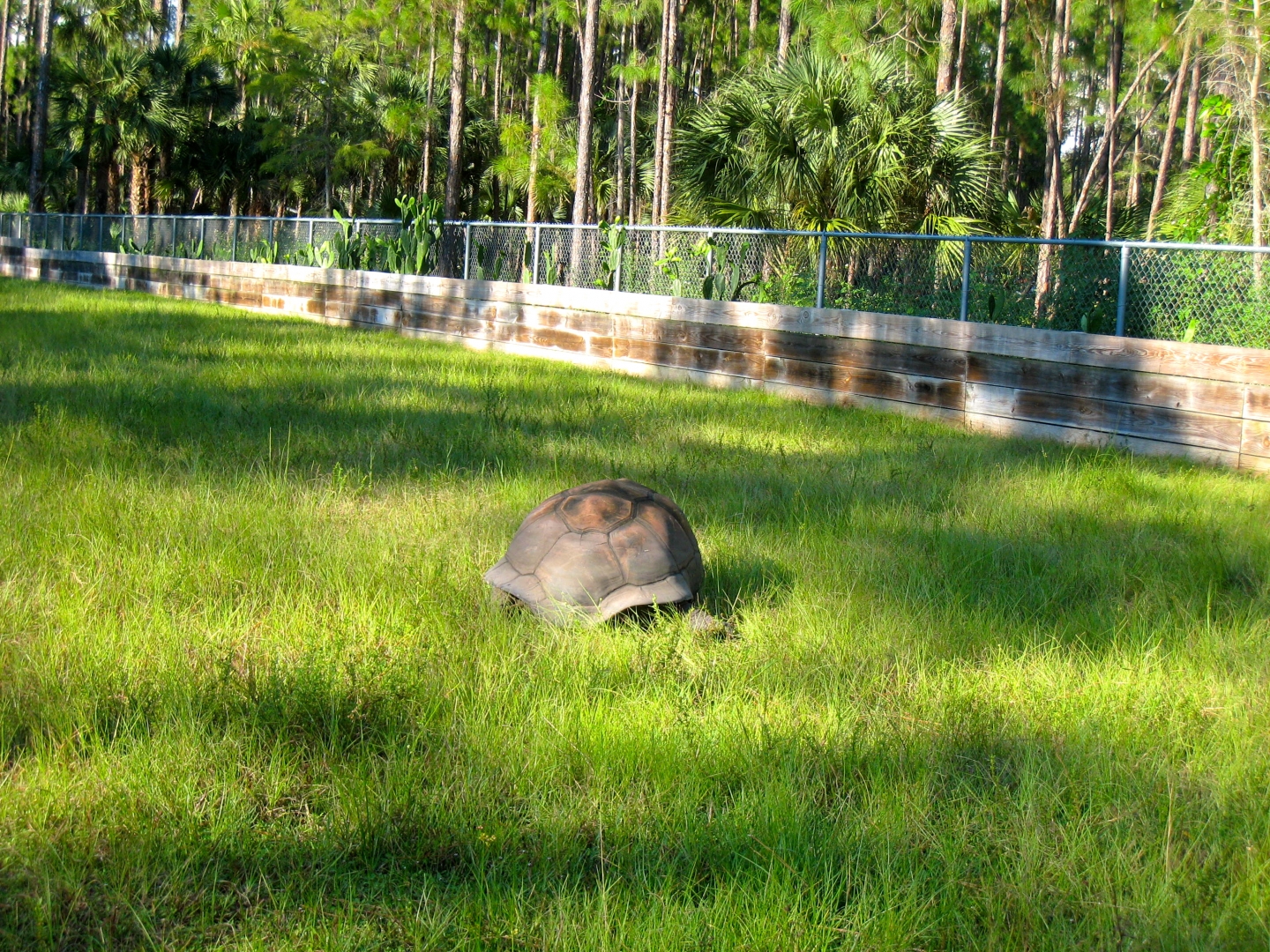 ALDABRA BREEDER