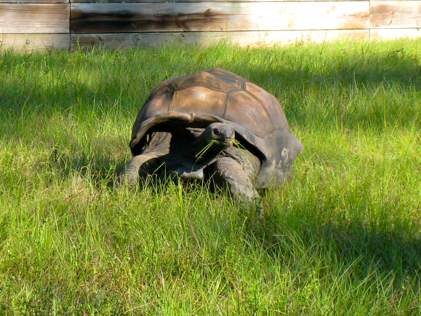 ALDABRA BREEDER