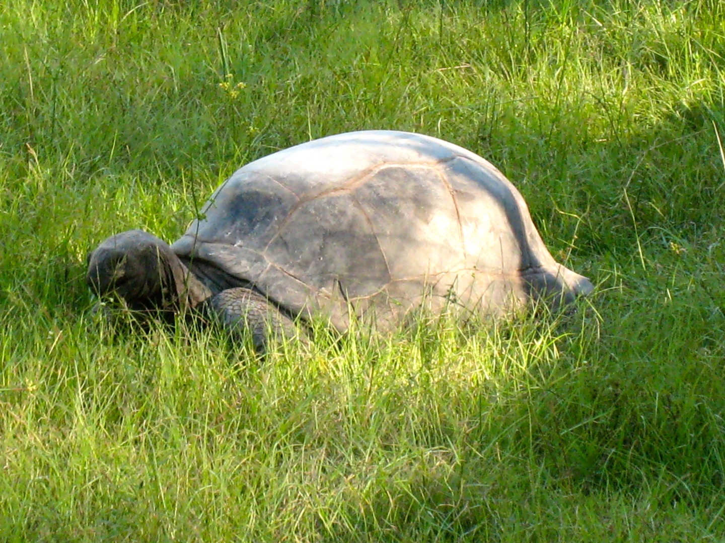 ALDABRA BREEDER