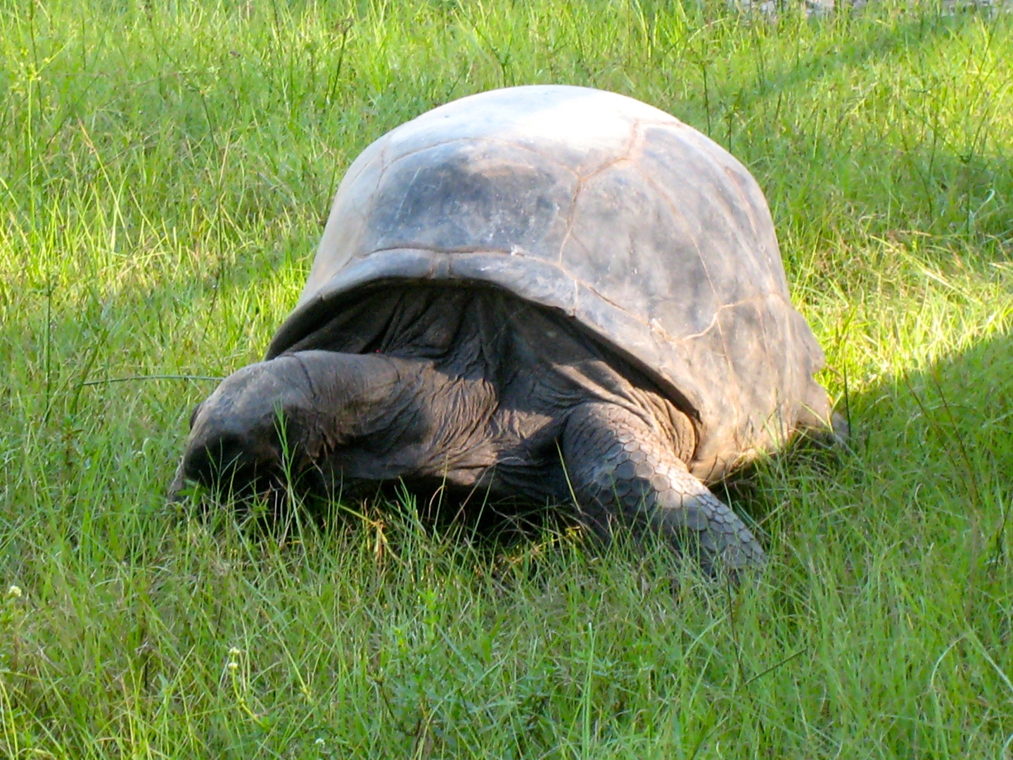ALDABRA BREEDER