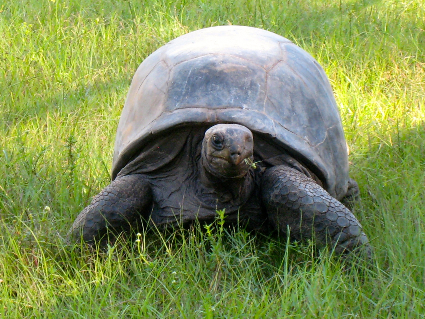 ALDABRA BREEDER