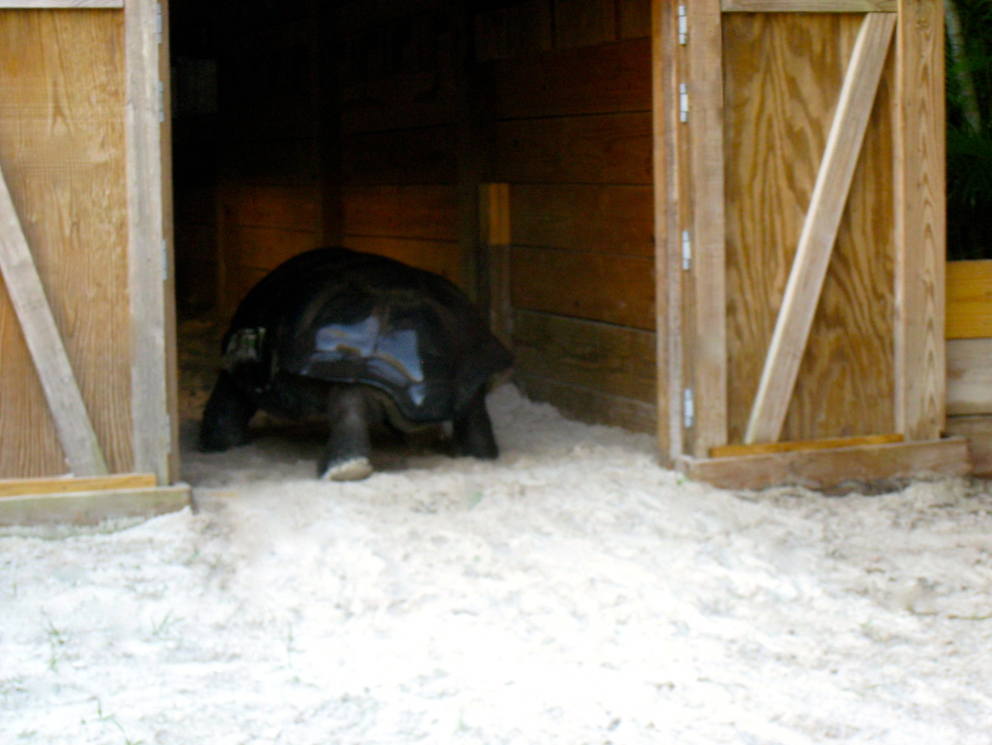 ALDABRA BREEDER