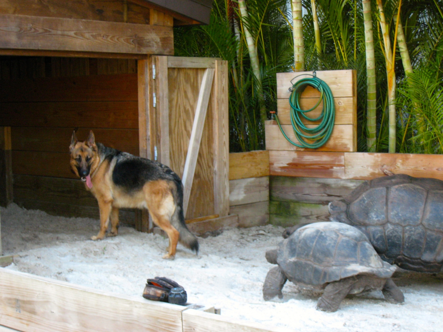 ALDABRA BREEDER