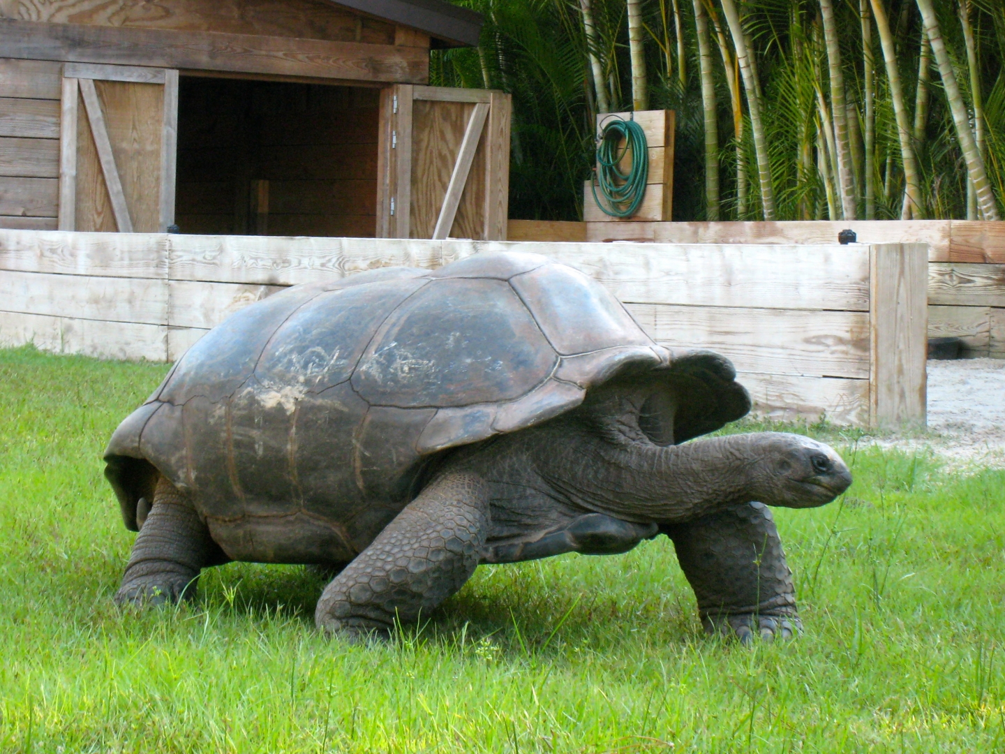 ALDABRA BREEDER