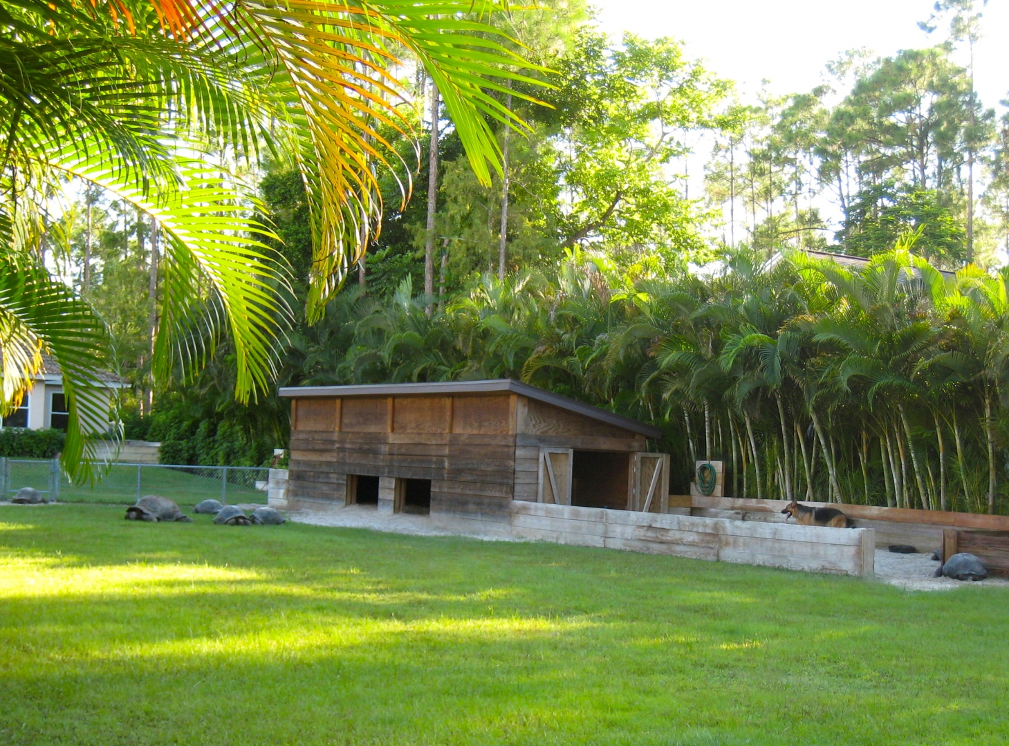 ALDABRA BREEDER