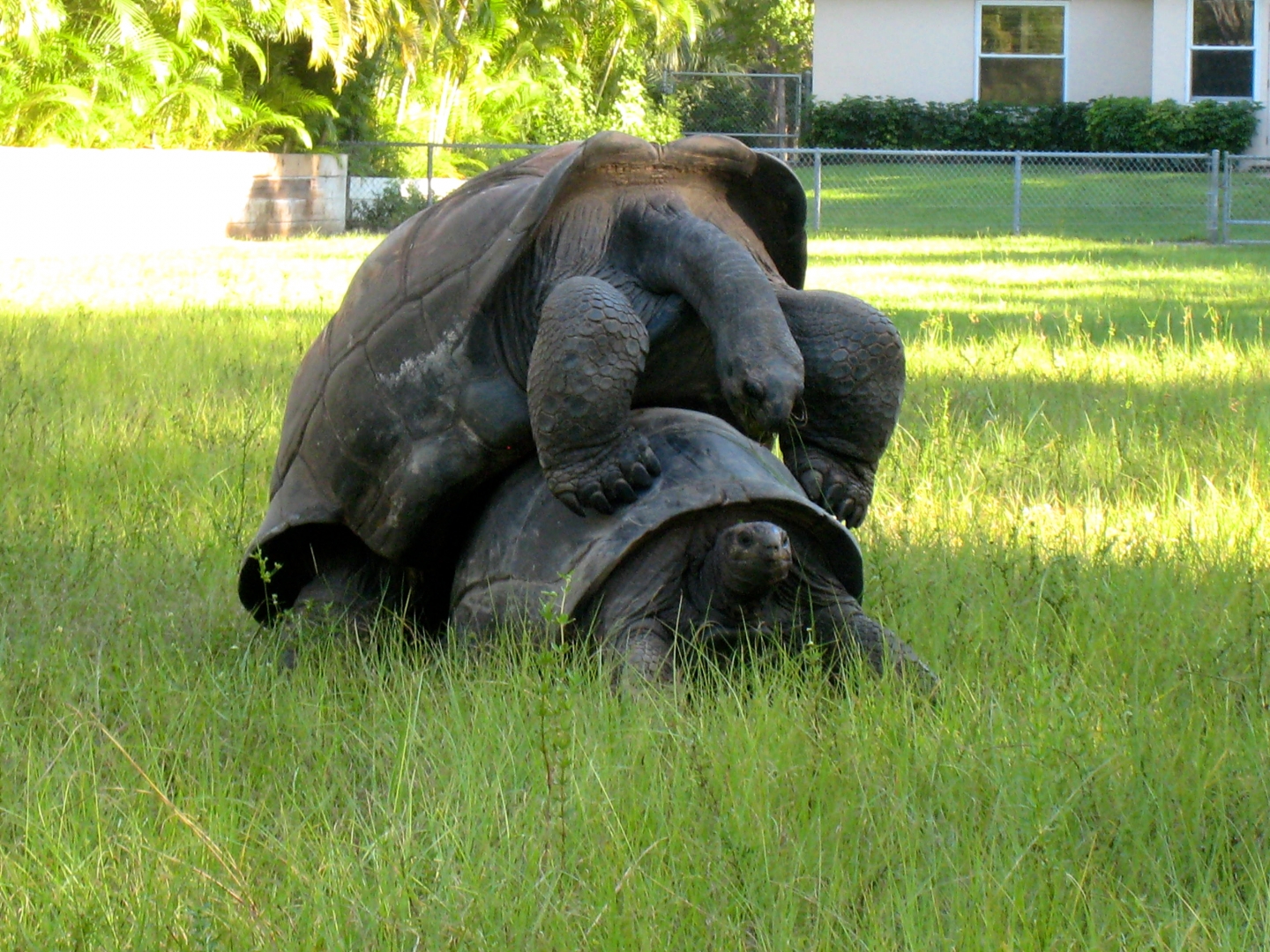 ALDABRA BREEDER