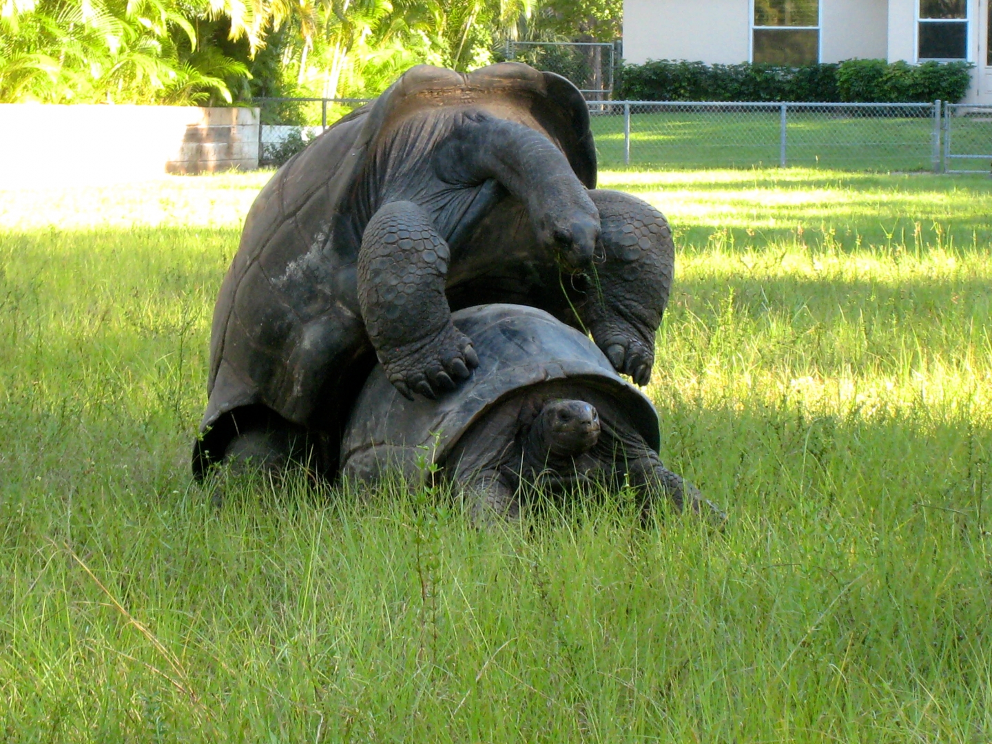 ALDABRA BREEDER