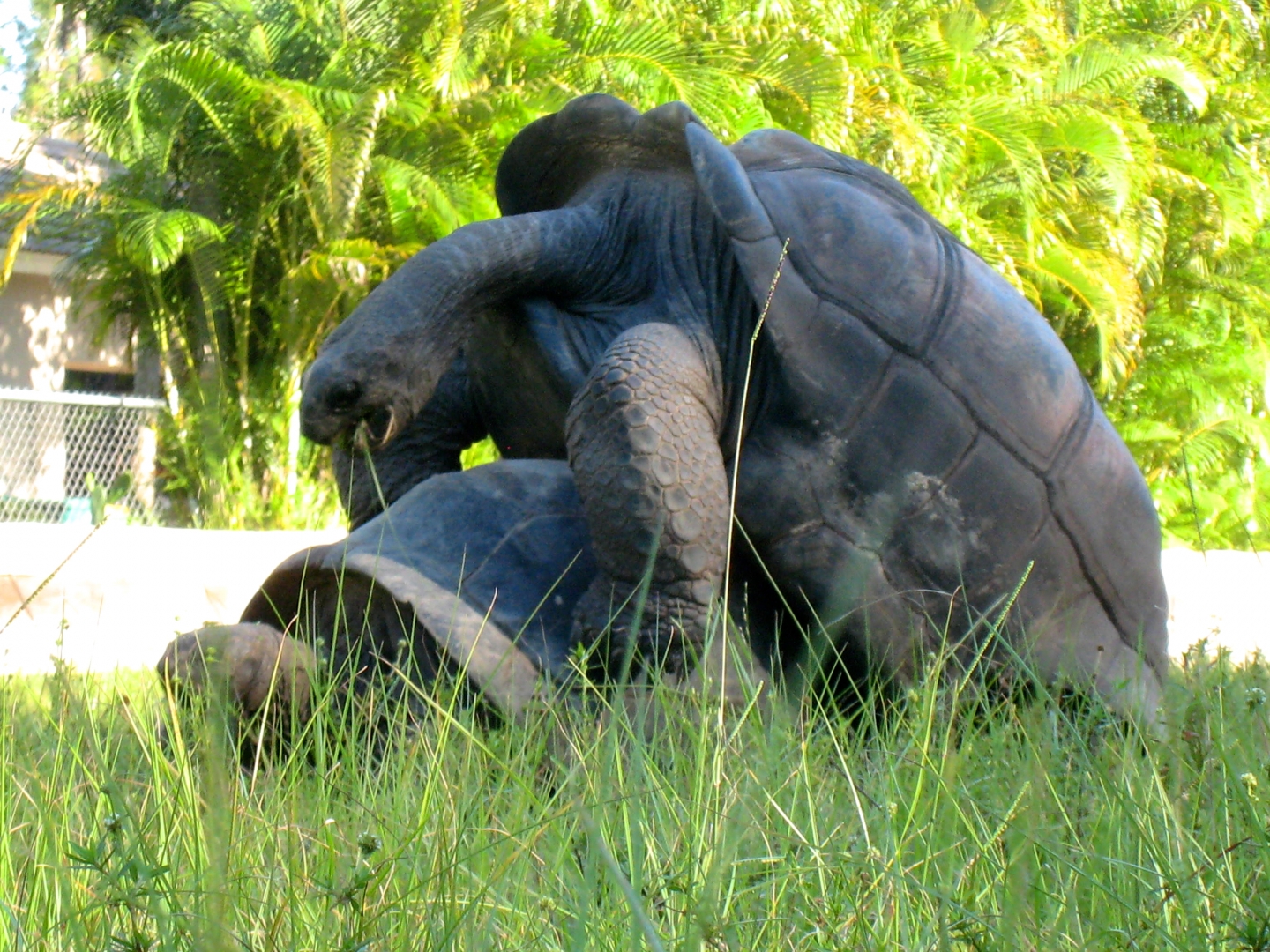 ALDABRA BREEDER