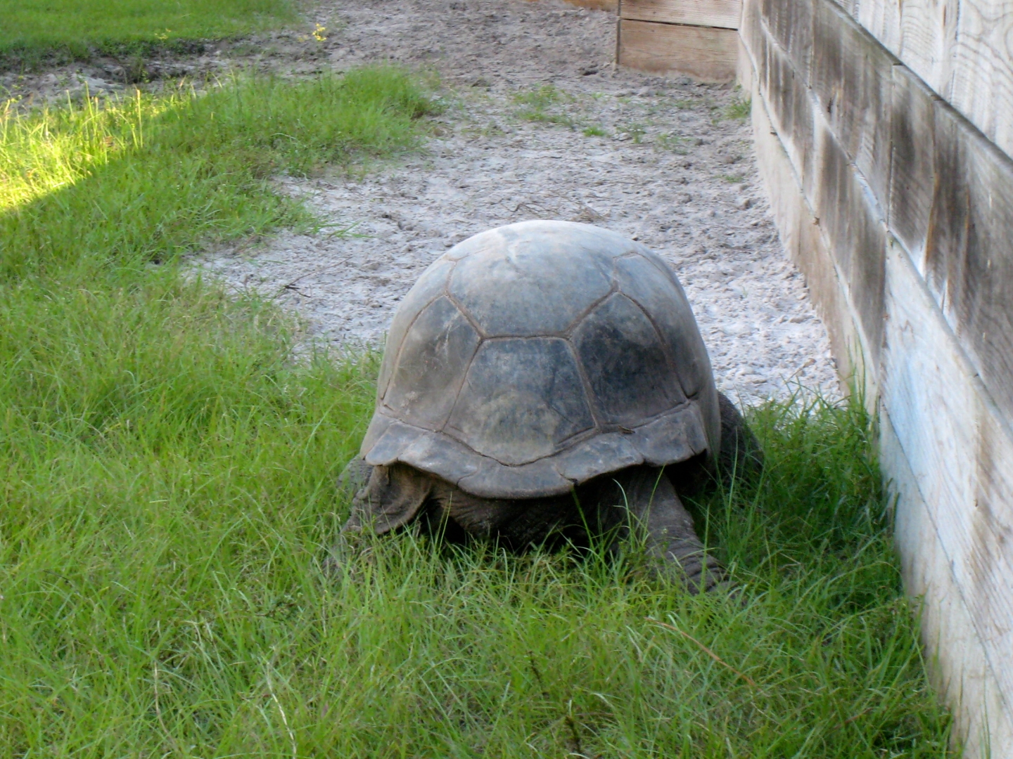 ALDABRA BREEDER