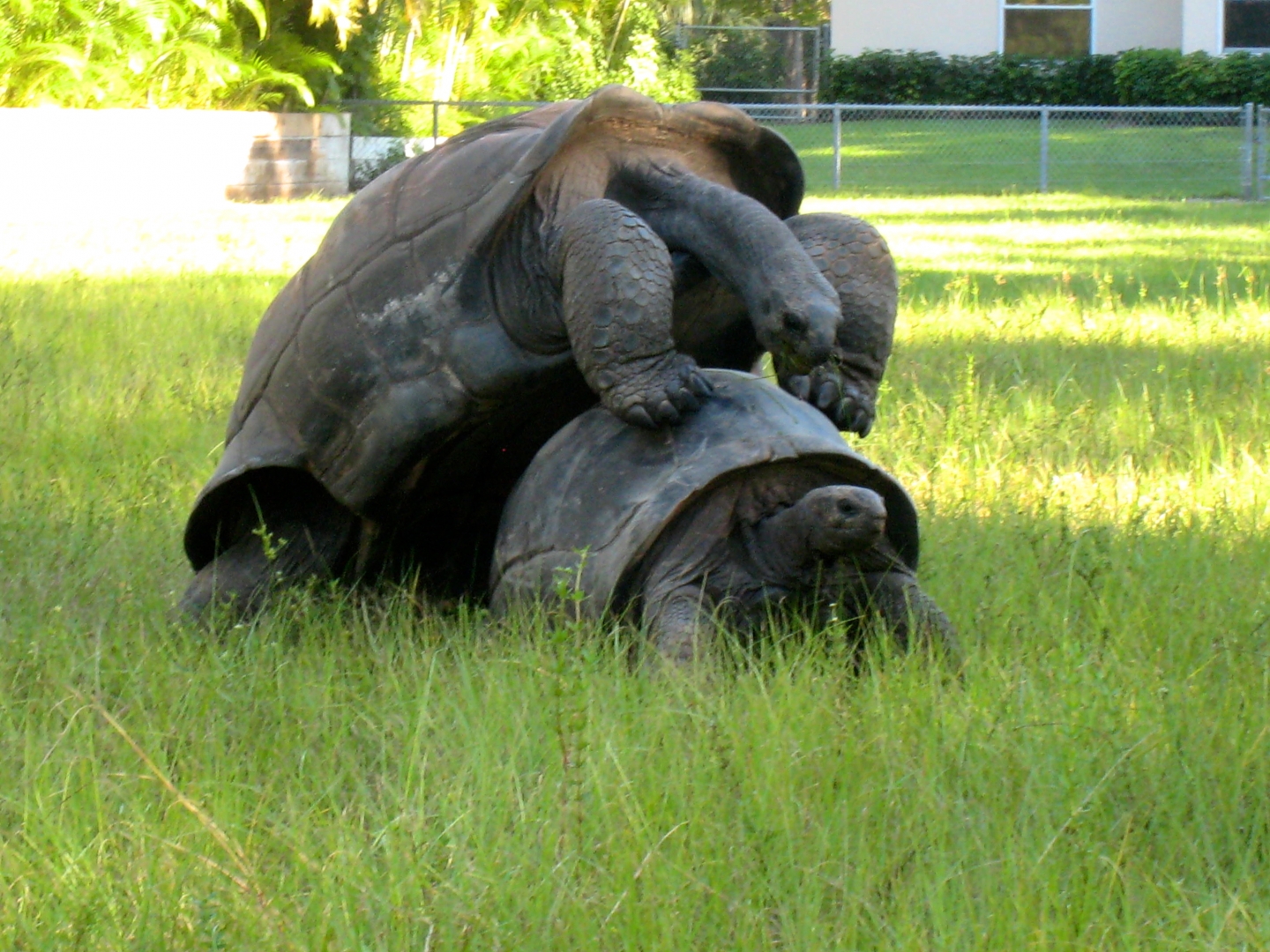 ALDABRA BREEDER
