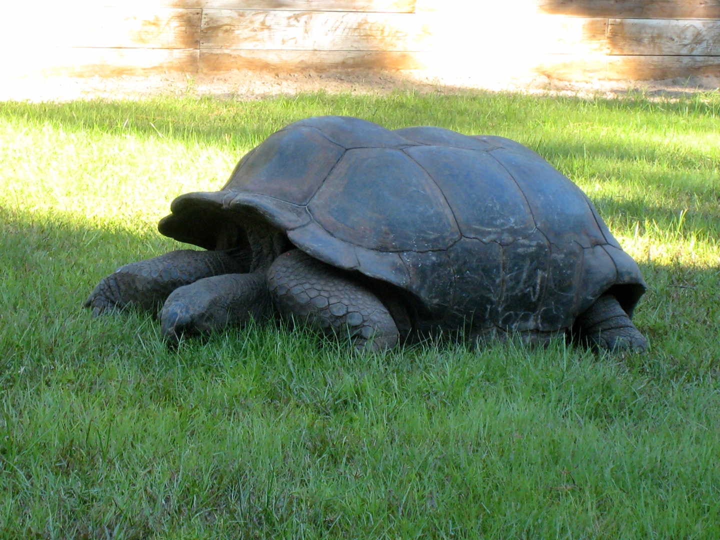ALDABRA BREEDER