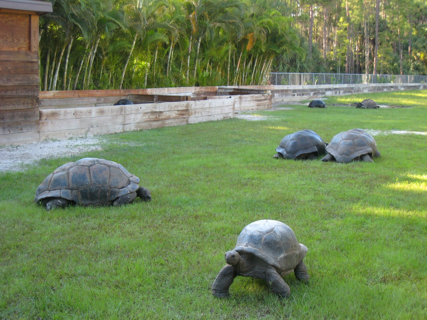 ALDABRA BREEDER