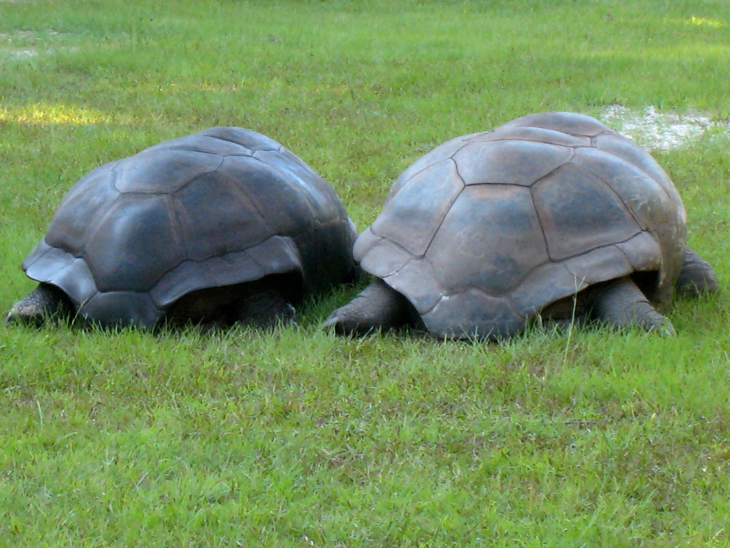ALDABRA BREEDER