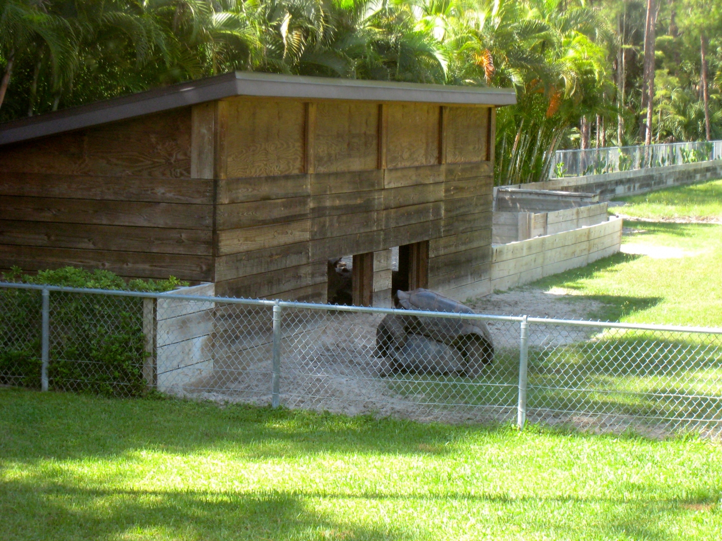 ALDABRA BREEDER