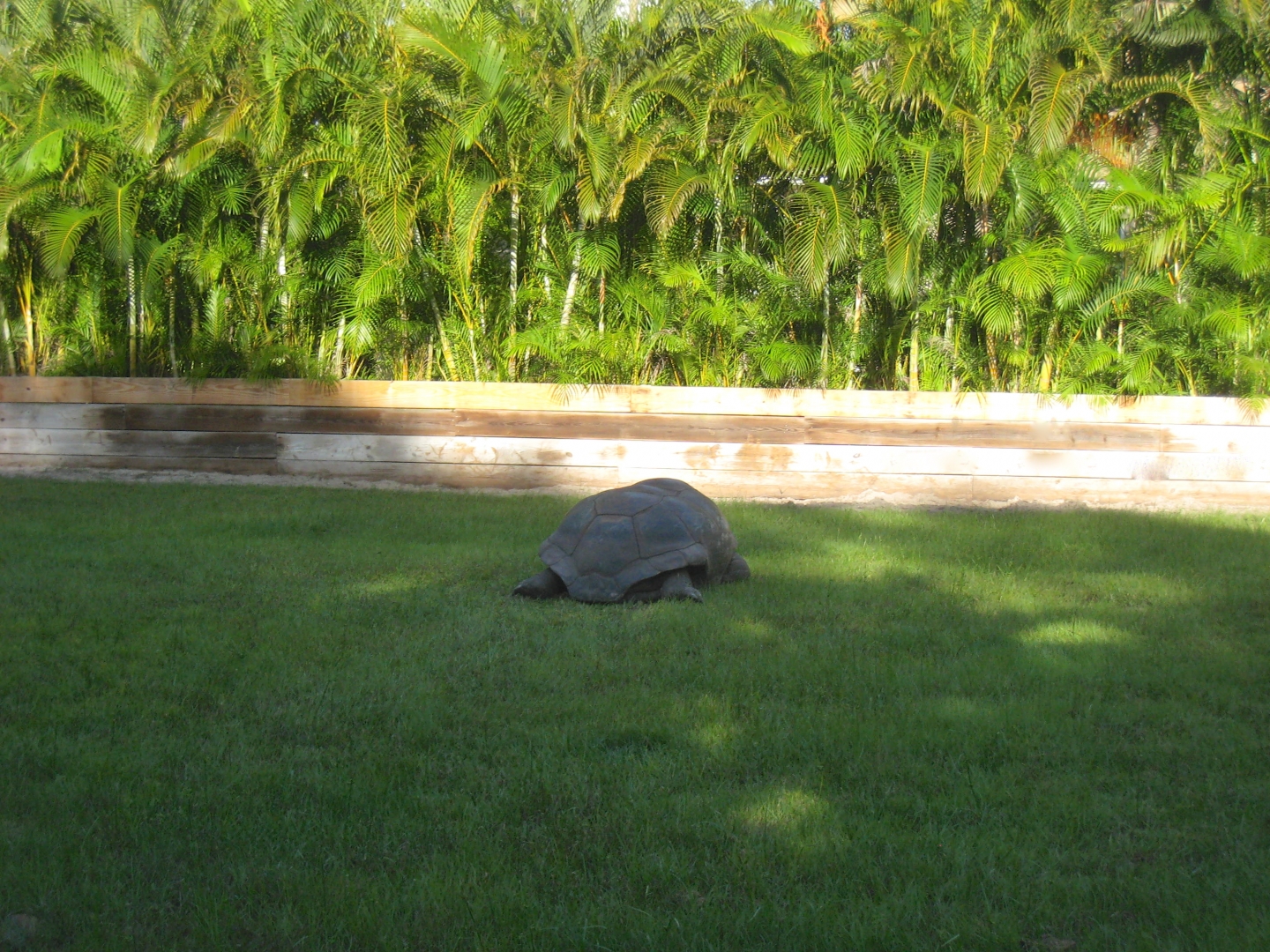 ALDABRA BREEDER