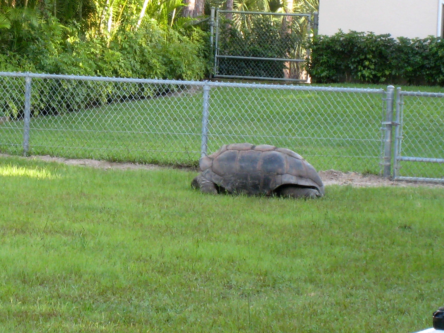 ALDABRA BREEDER